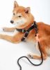 Touchdog 'Macaron' 2-in-1 Durable Nylon Dog Harness and Leash